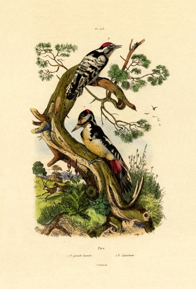 Lesser Spotted Woodpecker by French School